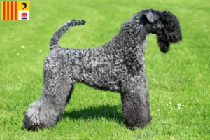 Lire la suite à propos de l’article Eleveurs de Kerry Blue Terrier et chiots en Provence-Alpes-Côte d’Azur
