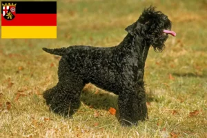 Lire la suite à propos de l’article Kerry Blue Terrier éleveurs et chiots en Rhénanie-Palatinat