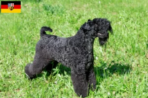 Lire la suite à propos de l’article Kerry Blue Terrier éleveurs et chiots en Sarre