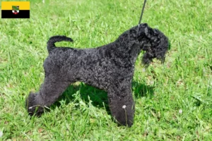 Lire la suite à propos de l’article Kerry Blue Terrier éleveurs et chiots en Saxe-Anhalt