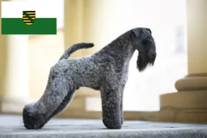 Lire la suite à propos de l’article Kerry Blue Terrier éleveurs et chiots en Saxe
