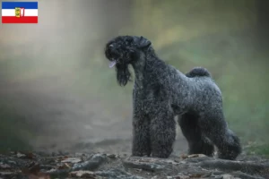 Lire la suite à propos de l’article Kerry Blue Terrier éleveurs et chiots dans le Schleswig-Holstein