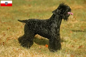Lire la suite à propos de l’article Eleveurs de Kerry Blue Terrier et chiots en Thuringe