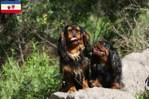 Lire la suite à propos de l’article Éleveurs d’épagneuls King Charles et chiots dans le Mecklembourg-Poméranie occidentale