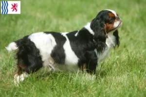 Lire la suite à propos de l’article Éleveurs d’épagneuls King Charles et chiots en Nouvelle-Aquitaine