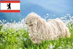 Lire la suite à propos de l’article Éleveurs de Komondor et chiots à Berlin