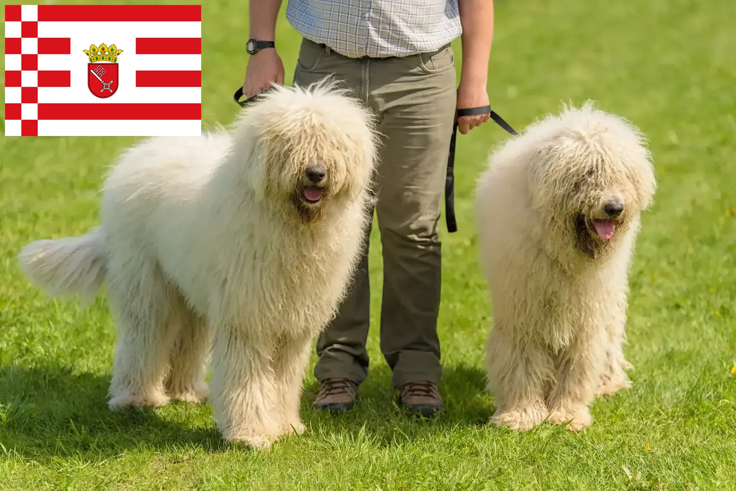Chiots et éleveurs de comondors à Brême Ici, tu trouveras des éleveurs de comondors à Brême.