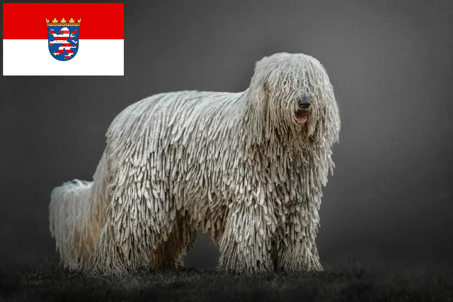 Chiots Komondor et éleveurs Hesse Ici, tu trouveras des éleveurs de comondors en Hesse.