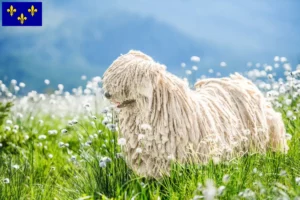 Lire la suite à propos de l’article Éleveurs et chiots de comondors en Île-de-France