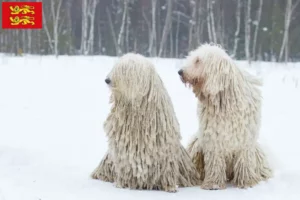 Lire la suite à propos de l’article Éleveurs de comondors et chiots en Normandie
