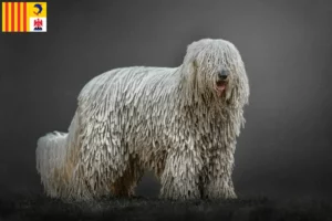 Lire la suite à propos de l’article Éleveurs de comondors et chiots en Provence-Alpes-Côte d’Azur