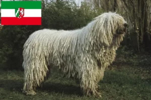 Lire la suite à propos de l’article Komondor éleveurs et chiots en Rhénanie du Nord-Westphalie