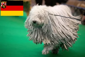 Lire la suite à propos de l’article Komondor éleveurs et chiots en Rhénanie-Palatinat