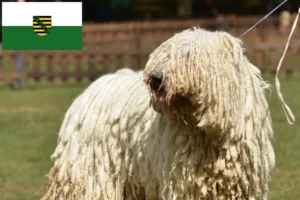 Lire la suite à propos de l’article Komondor éleveurs et chiots en Saxe