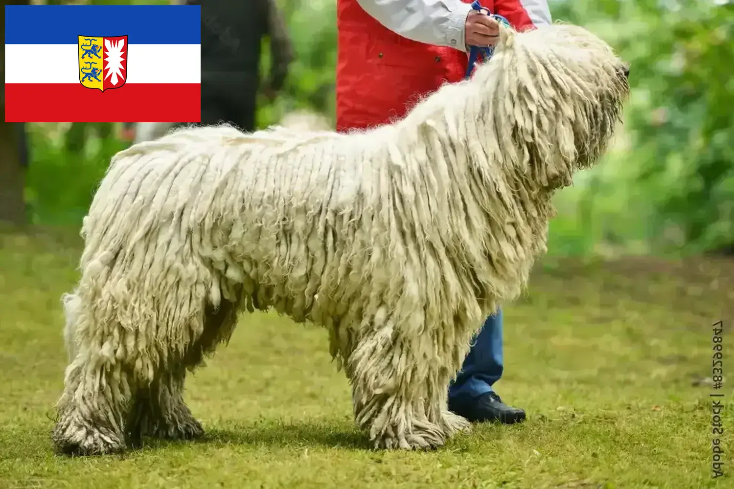 Chiots Komondor et éleveurs Schleswig-Holstein Ici, tu trouveras des éleveurs de comondors dans le Schleswig-Holstein.