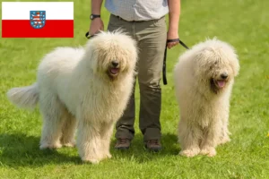 Lire la suite à propos de l’article Komondor éleveurs et chiots en Thuringe