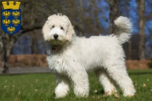 Lire la suite à propos de l’article Éleveurs de Labradoodle australien et chiots en Basse-Autriche