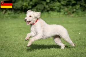 Lire la suite à propos de l’article Éleveurs de Labradoodle australien et chiots en Rhénanie-Palatinat