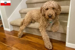 Lire la suite à propos de l’article Éleveurs de Labradoodle australien et chiots en Thuringe