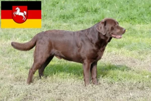 Lire la suite à propos de l’article Éleveurs de Labradors et chiots en Basse-Saxe