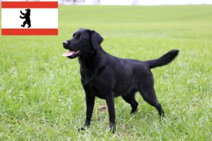 Lire la suite à propos de l’article Éleveurs de Labradors et chiots à Berlin