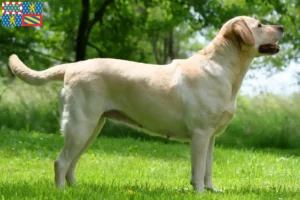 Lire la suite à propos de l’article Éleveurs de Labradors et chiots en Bourgogne-Franche-Comté