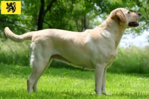 Lire la suite à propos de l’article Éleveurs de Labradors et chiots en Flandre