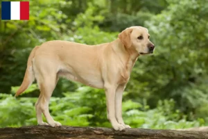 Lire la suite à propos de l’article Éleveurs de Labradors et chiots en Guadeloupe
