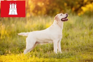 Lire la suite à propos de l’article Éleveurs de Labradors et chiots à Hambourg