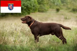 Lire la suite à propos de l’article Éleveurs de Labradors et chiots en Hesse