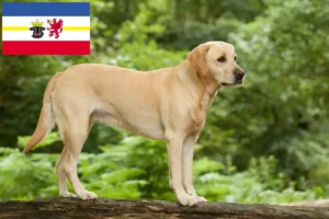 Lire la suite à propos de l’article Éleveurs de Labradors et chiots dans le Mecklembourg-Poméranie occidentale