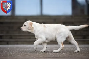 Lire la suite à propos de l’article Éleveurs de Labradors et chiots en Pays de la Loire