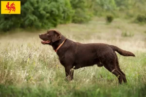 Lire la suite à propos de l’article Éleveurs de Labradors et chiots en Région wallonne