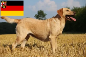 Lire la suite à propos de l’article Éleveurs de Labradors et chiots en Rhénanie-Palatinat