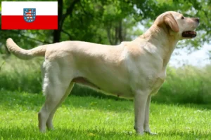 Lire la suite à propos de l’article Éleveurs de Labradors et chiots en Thuringe