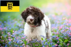 Lire la suite à propos de l’article Éleveurs de Lagotto Romagnolo et chiots dans le Bade-Wurtemberg