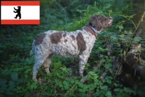 Lire la suite à propos de l’article Éleveurs de Lagotto Romagnolo et chiots à Berlin