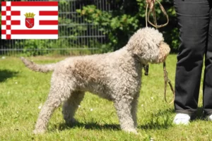 Lire la suite à propos de l’article Éleveurs de Lagotto Romagnolo et chiots à Brême