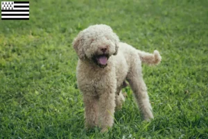 Lire la suite à propos de l’article Éleveurs de Lagotto Romagnolo et chiots en Bretagne