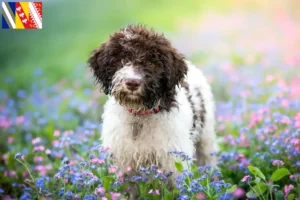Lire la suite à propos de l’article Éleveurs de Lagotto Romagnolo et chiots dans le Grand Est