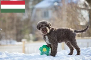 Lire la suite à propos de l’article Éleveurs de Lagotto Romagnolo et chiots en Hongrie
