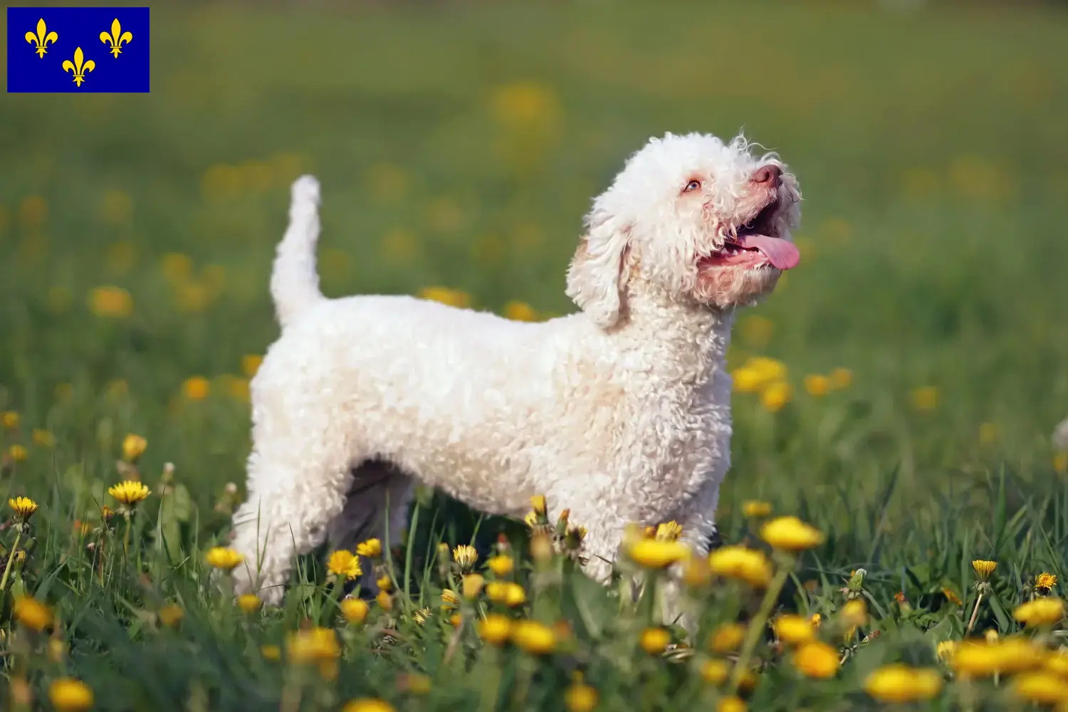 Lagotto Romagnolo chiots et éleveurs Île-de-France Ici tu trouves les éleveurs de Lagotto Romagnolo en Île-de-France.