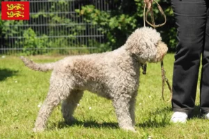 Lire la suite à propos de l’article Éleveurs de Lagotto Romagnolo et chiots en Normandie