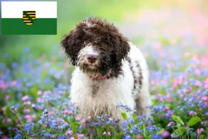 Lire la suite à propos de l’article Lagotto Romagnolo éleveurs et chiots en Saxe