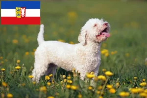 Lire la suite à propos de l’article Lagotto Romagnolo éleveurs et chiots dans le Schleswig-Holstein