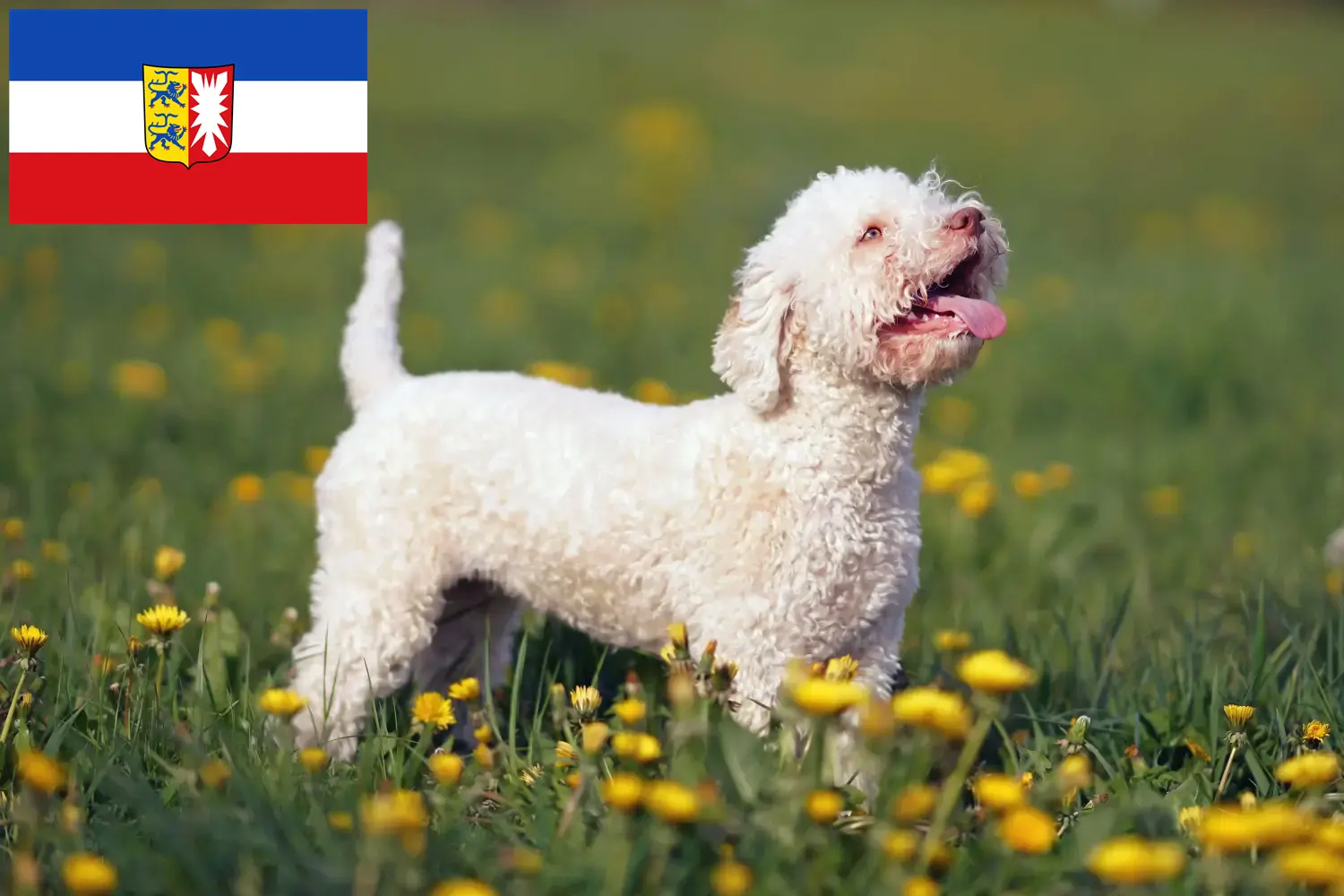 Lagotto Romagnolo chiots et éleveurs Schleswig-Holstein Ici, tu trouveras des éleveurs de Lagotto Romagnolos dans le Schleswig-Holstein.