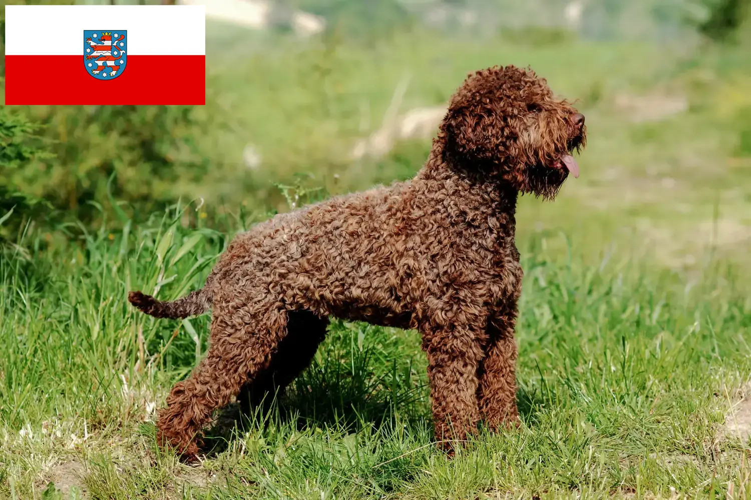 Lagotto Romagnolo chiots et éleveurs Thuringe Ici, tu trouveras des éleveurs de Lagotto Romagnolos en Thuringe.
