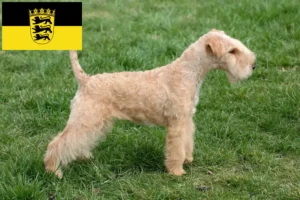 Lire la suite à propos de l’article Éleveurs de Lakeland Terrier et chiots en Baden-Württemberg