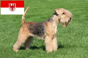 Lire la suite à propos de l’article Éleveurs de Lakeland Terrier et chiots dans le Brandebourg