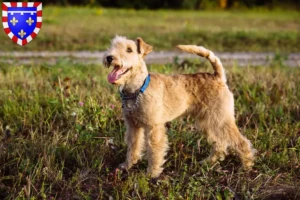 Lire la suite à propos de l’article Éleveurs de Lakeland Terriers et chiots en Centre-Val de Loire